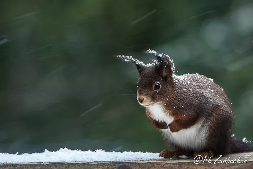Wildlife squirrel-500px-2261-min